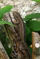 Frühlingserwachen im Garten mit Zauneidechse Bild: Frühlingserwachen im Garten mit Zauneidechse