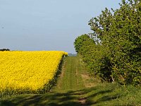 Bild: Gelbe Fr&uuml;hlingsstimmung