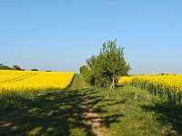 Bild: Gelbe Fr&uuml;hlingsstimmung