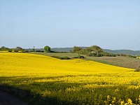 Bild: Gelbe Fr&uuml;hlingsstimmung