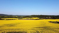 Bild: Gelbe Fr&uuml;hlingsstimmung