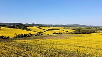 Bild: Gelbe Fr&uuml;hlingsstimmung