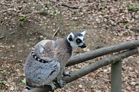 Besuch im Affenpark in Straußberg (Thüringen) Bild: Besuch im Affenpark in Straußberg (Thüringen)