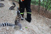 Besuch im Affenpark in Straußberg (Thüringen) Bild: Besuch im Affenpark in Straußberg (Thüringen)