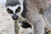 Besuch im Affenpark in Straußberg (Thüringen) Bild: Besuch im Affenpark in Straußberg (Thüringen)