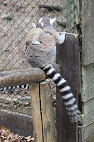 Besuch im Affenpark in Straußberg (Thüringen) Bild: Besuch im Affenpark in Straußberg (Thüringen)