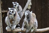 Besuch im Affenpark in Straußberg (Thüringen) Bild: Besuch im Affenpark in Straußberg (Thüringen)