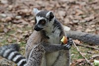 Besuch im Affenpark in Straußberg (Thüringen) Bild: Besuch im Affenpark in Straußberg (Thüringen)