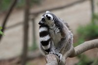 Besuch im Affenpark in Straußberg (Thüringen) Bild: Besuch im Affenpark in Straußberg (Thüringen)