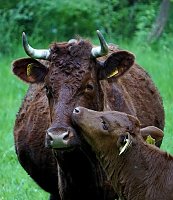 Kuh mit Kalb auf der Weide (2) Bild: Kuh mit Kalb auf der Weide (2)