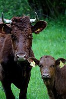 Kuh mit Kalb auf der Weide (3) Bild: Kuh mit Kalb auf der Weide (3)