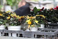 Das "Grüne Innenstadtfest" von Bad Langensalza Bild: Das "Grüne Innenstadtfest" von Bad Langensalza