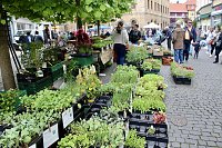 Das "Grüne Innenstadtfest" von Bad Langensalza Bild: Das "Grüne Innenstadtfest" von Bad Langensalza