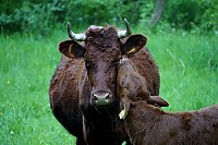 Wunderschöne Tierwelt Bild: Wunderschöne Tierwelt