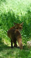 Wunderschöne Tierwelt Bild: Wunderschöne Tierwelt