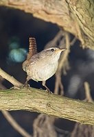 Wunderschöne Tierwelt Bild: Wunderschöne Tierwelt