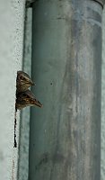 Wunderschöne Tierwelt Bild: Wunderschöne Tierwelt