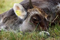 Wunderschöne Tierwelt Bild: Wunderschöne Tierwelt