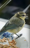 Wunderschöne Tierwelt Bild: Wunderschöne Tierwelt