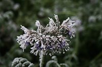 Winterlandschaft bei Kelbra Bild: Winterlandschaft bei Kelbra