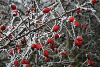 Winterlandschaft bei Kelbra Bild: Winterlandschaft bei Kelbra