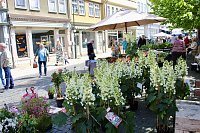 Bild: Gr&uuml;nes Innenstadtfest Bad Langensalza