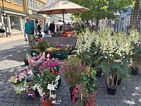 Bild: Gr&uuml;nes Innenstadtfest Bad Langensalza