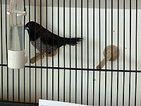 Vogelausstellung in Sondershausen Bild: Vogelausstellung in Sondershausen