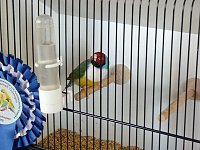 Vogelausstellung in Sondershausen Bild: Vogelausstellung in Sondershausen