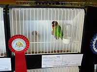 Vogelausstellung in Sondershausen Bild: Vogelausstellung in Sondershausen