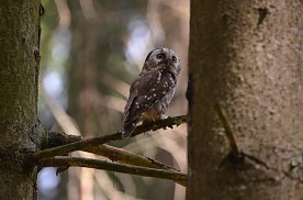 Bild: Raufu&szlig;kautz im Wald