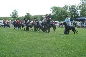 H&ouml;hepunkt f&uuml;r Hundefreunde