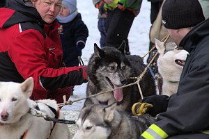 Schlittenhunderennen in Benneckenstein