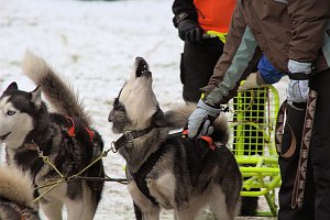 Schlittenhunderennen in Benneckenstein