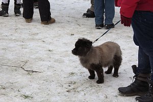 Schlittenhunderennen in Benneckenstein