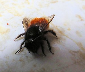 Besuch eines Fr&uuml;hlingsboten: Steinhummel