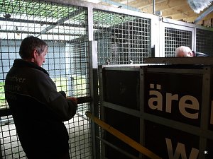 B&auml;rin Conny zieht nach Worbis