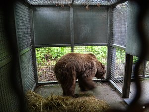 B&auml;rin Conny zieht nach Worbis