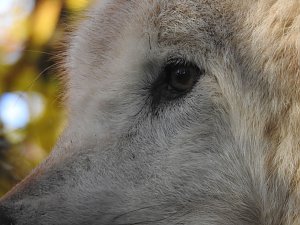 Peter Blei im Bärenpark Worbis
