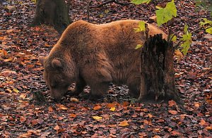 Peter Blei im Bärenpark Worbis