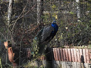 Peter Blei im Bärenpark Worbis