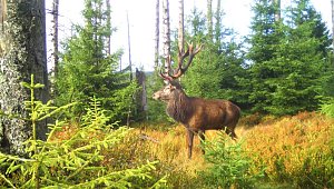 tiere