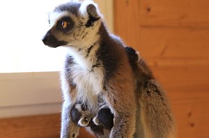 Kattaweibchen adoptiert fremdes Affenbaby