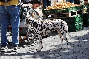 Gr&uuml;nes Innenstadtfest Bad Langensalza