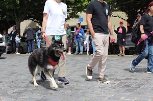 Farbenfroher Festumzug zum 211. Brunnenfest in Bad Langensalza