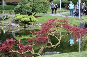 TANABATA im Japanischen Garten in Bad Langensalza