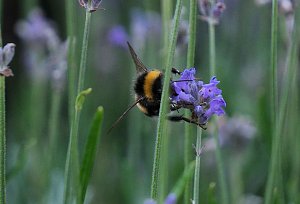 Unterwegs in Wald und Wiese