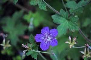 Unterwegs in Wald und Wiese