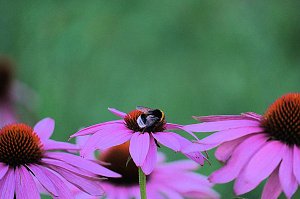 Unterwegs in Wald und Wiese