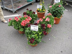 Blumen und mehr